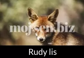 Rudy lis