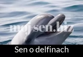 Sen o delfinach