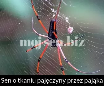 Sen o tkaniu pajęczyny przez pająka