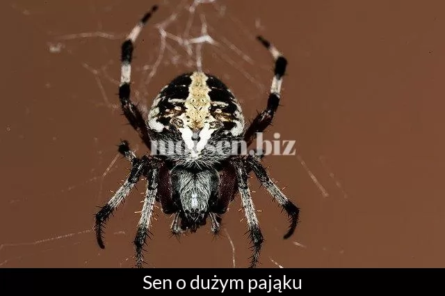 Sen o dużym pająku