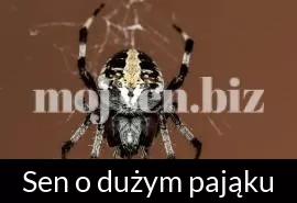 Sen o dużym pająku