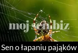 Sen o łapaniu pająków