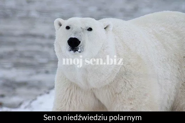 Sen o niedźwiedziu polarnym