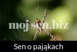Sen o pająkach