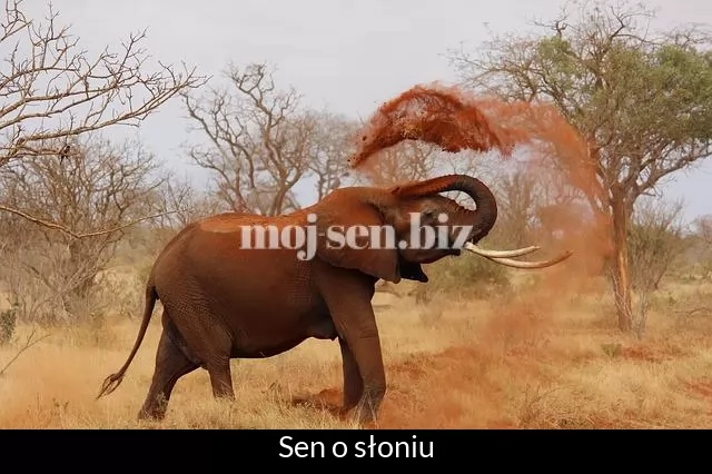 Sen o słoniu