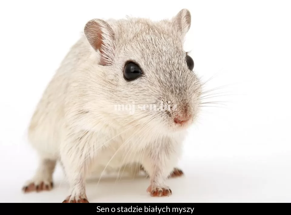 Sen o stadzie białych myszy