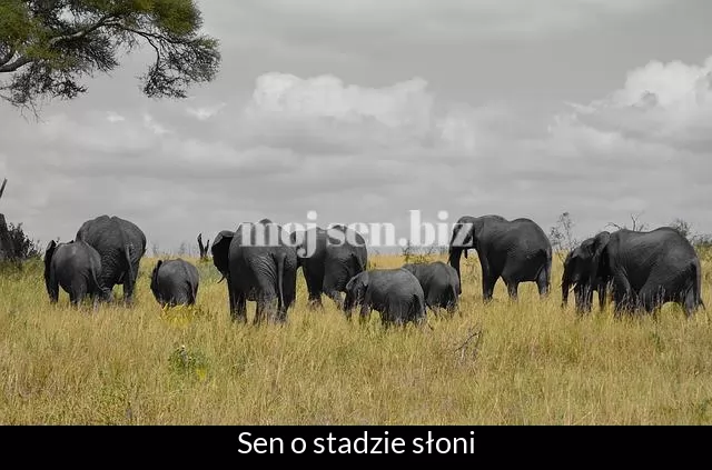 Sen o stadzie słoni