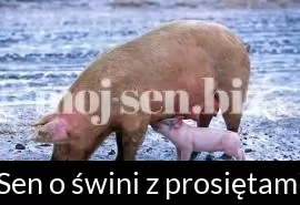 Sen o świni z prosiętami