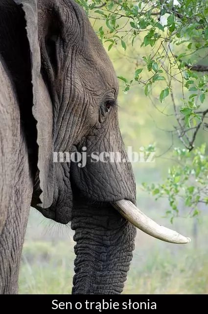 Sen o trąbie słonia