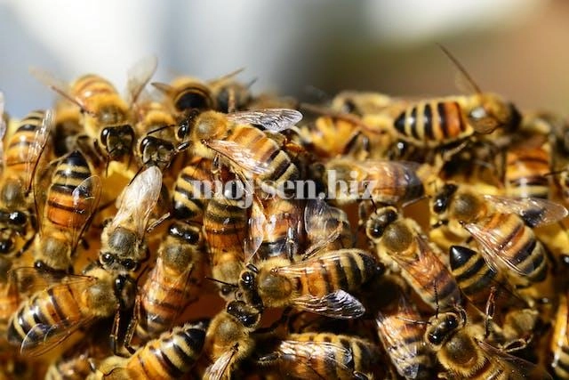 Sen o roju pszczół