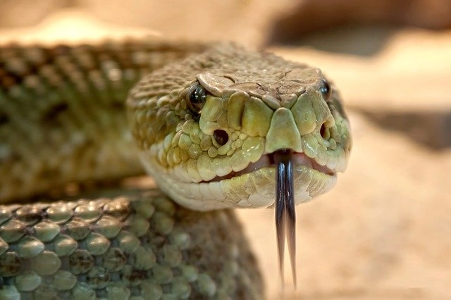 Sen o zabiciu węża