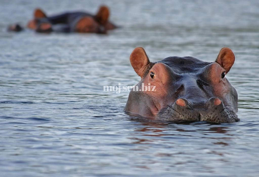 Sen o hipopotamie