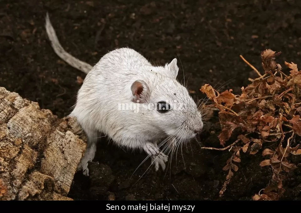 Sen o małej białej myszy