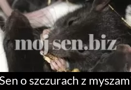 Sen o szczurach z myszami