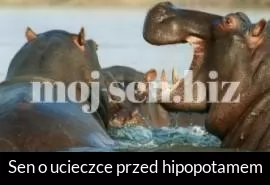 Sen o ucieczce przed hipopotamem