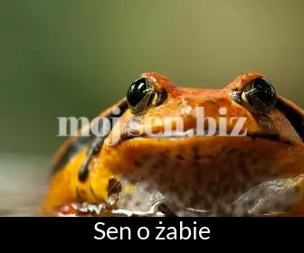 Sen o żabie