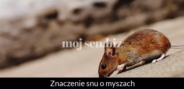 Znaczenie snu o myszach