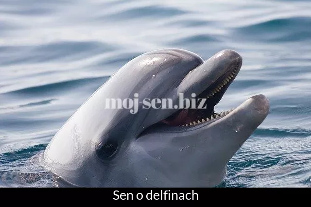 Sen o delfinach