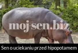 Sen o uciekaniu przed hipopotamem