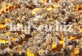 Sen o pszczołach