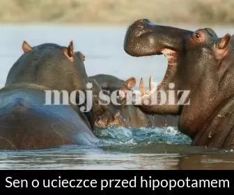 Sen o ucieczce przed hipopotamem