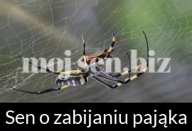 Sen o zabijaniu pająka